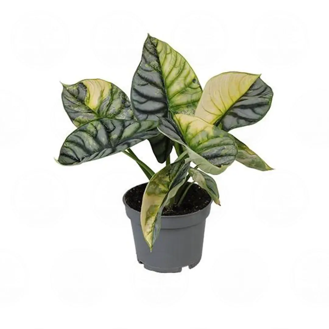 Алоказия 'Silver Dragon Variegata' купить