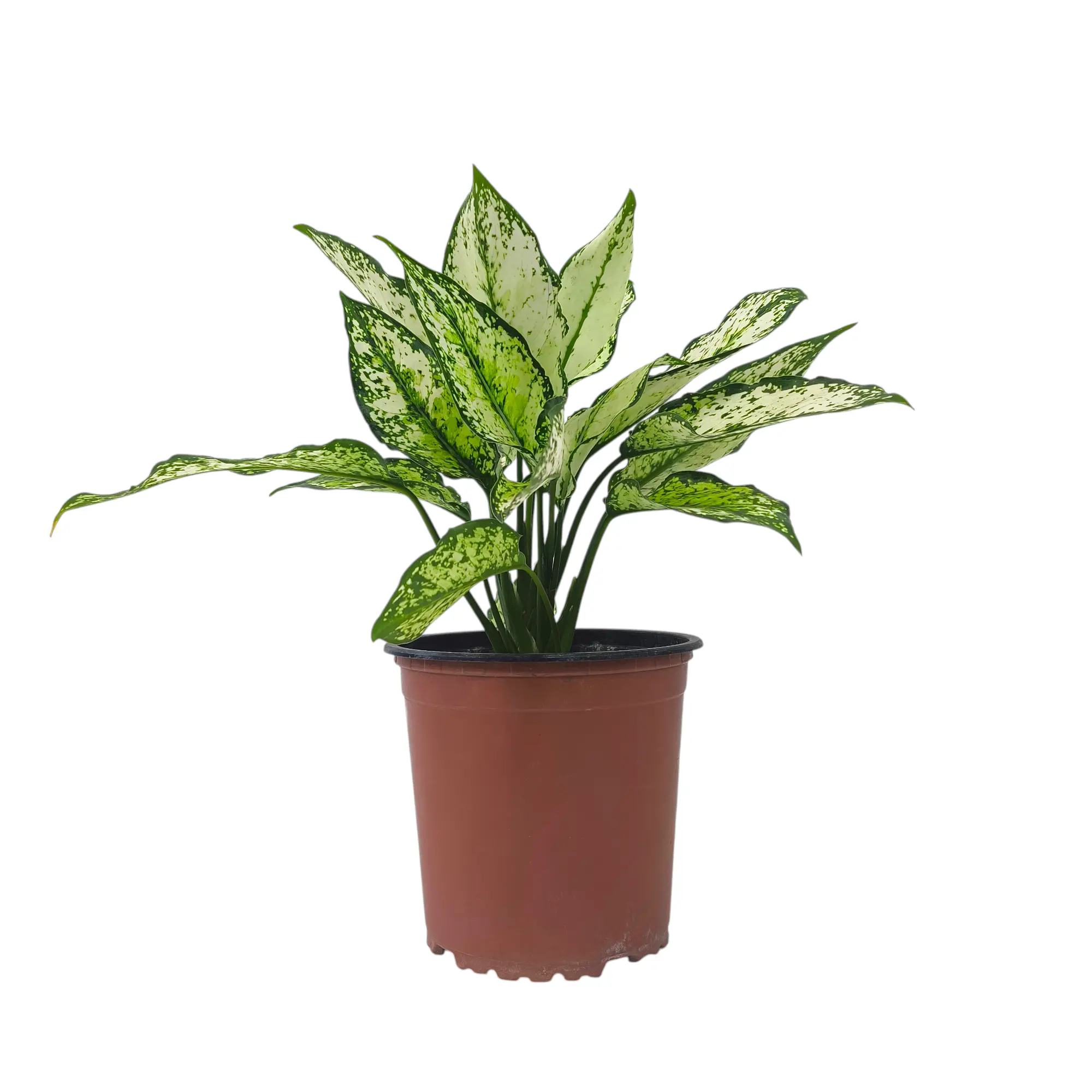 Аглаонема Вайт Мун /Aglaonema White Mun купить
