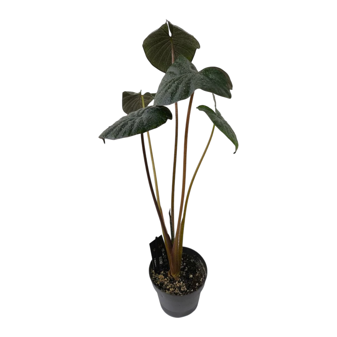Алоказия "Chocolate Green" купить
