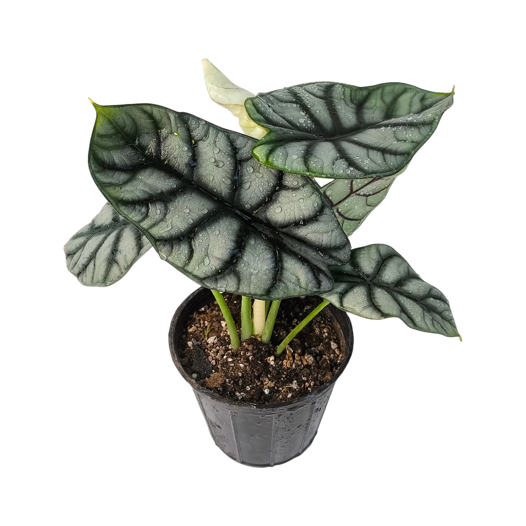 Алоказия Сильвер Дракон / Alocasia Baginda Silver Dragon купить