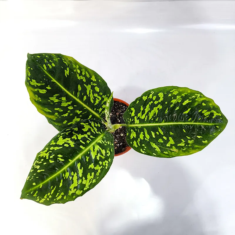 Dieffenbachia Star Bright светлые листья