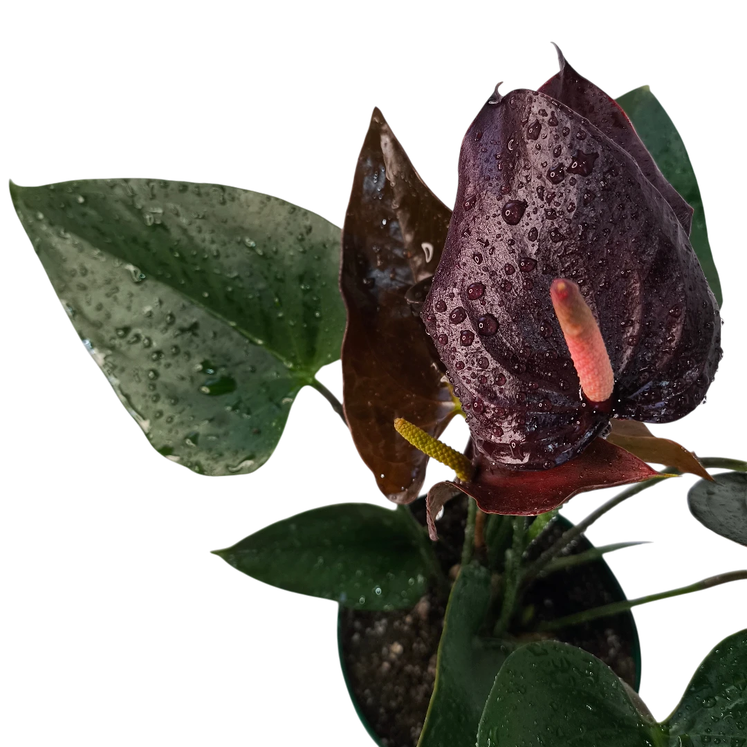 Антуриум Андрианум Блэк Мэджик / Anthurium Andreanum Black Magic купить