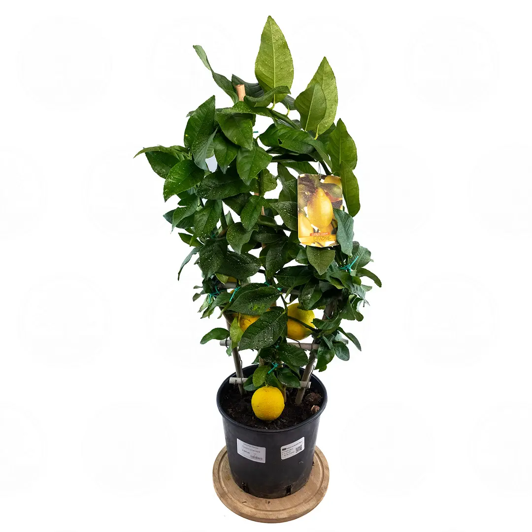 Лимон шпалера / Lemon — цитрусовое растение, детальное фото
