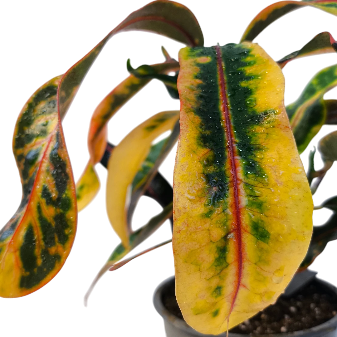 Кодиеум Гуаябо / Codiaeum Guayabo купить