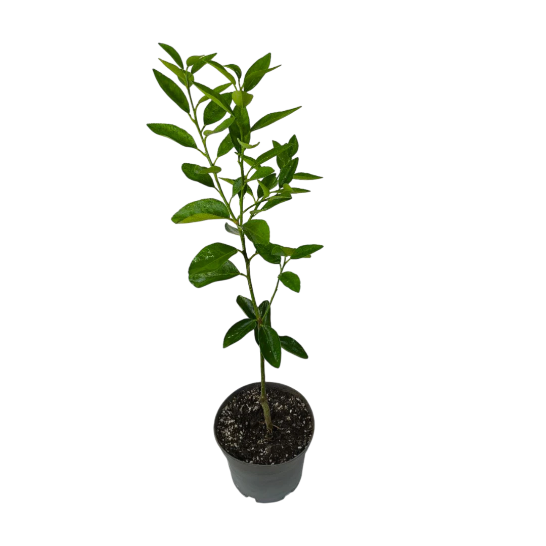 Лайм персидский / Lime Persian — цитрусовое растение, детальное фото
