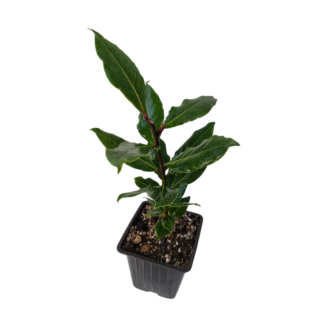 Лавр Нобилис / Laurus Nobilis купить