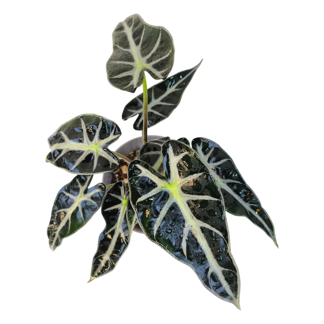 Алоказия Бамбино / Alocasia Bambino/Arrow купить