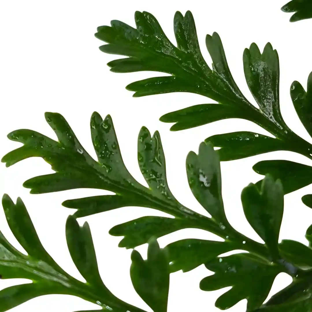 Нефролепис Джимми/ Nephrolepis exaltata Jimmy' купить