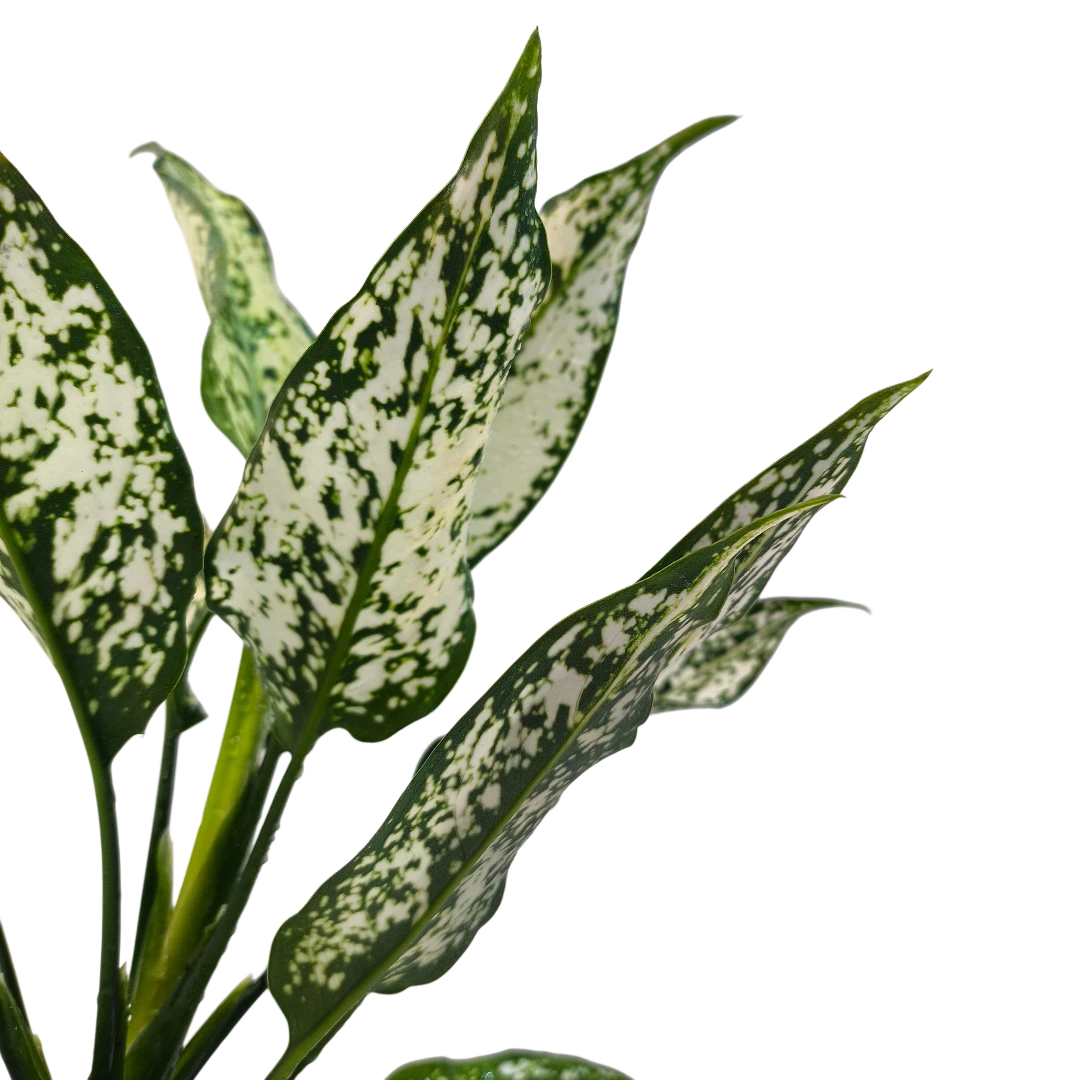 Aglaonema Emerald зелёные листья