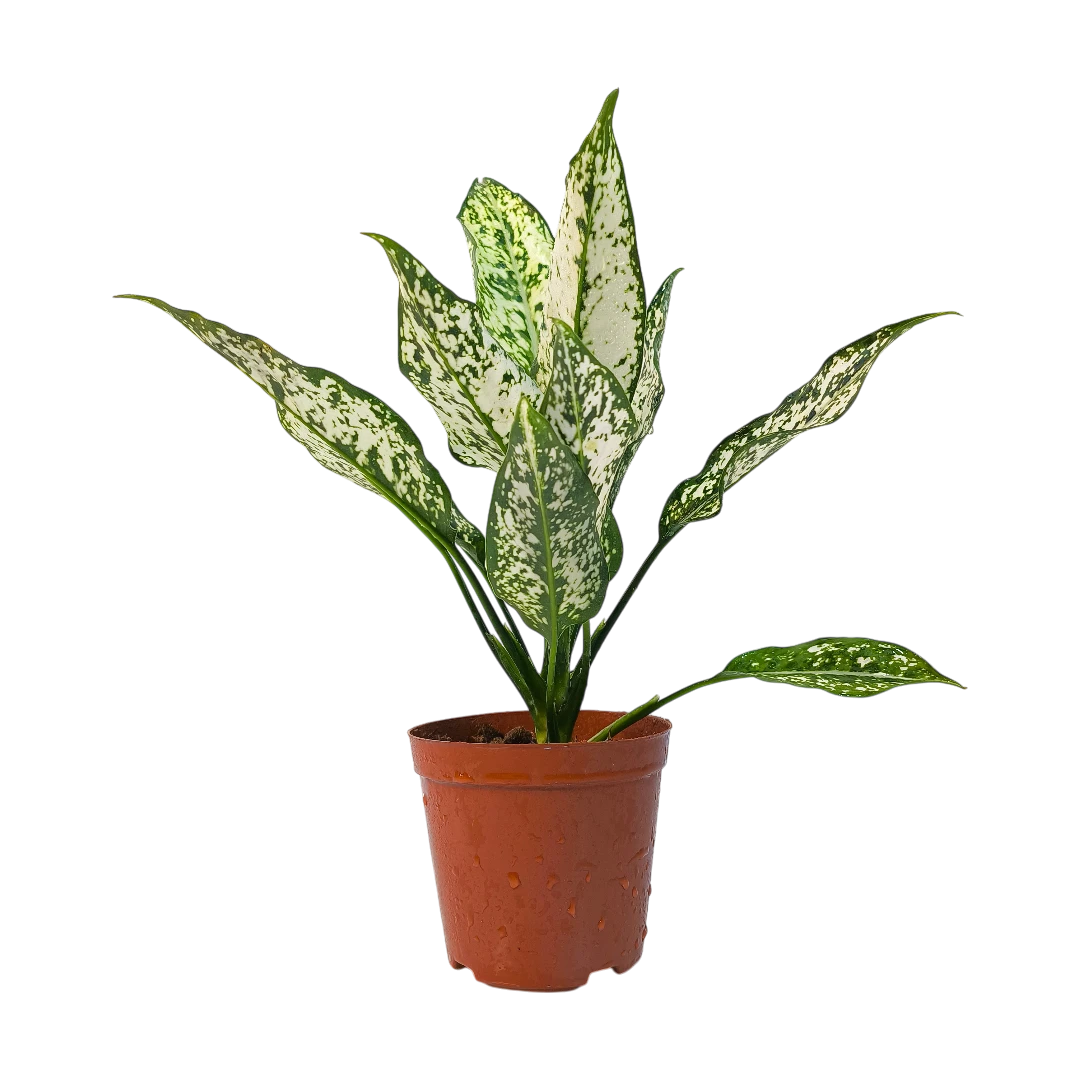 Aglaonema Emerald зелёные листья