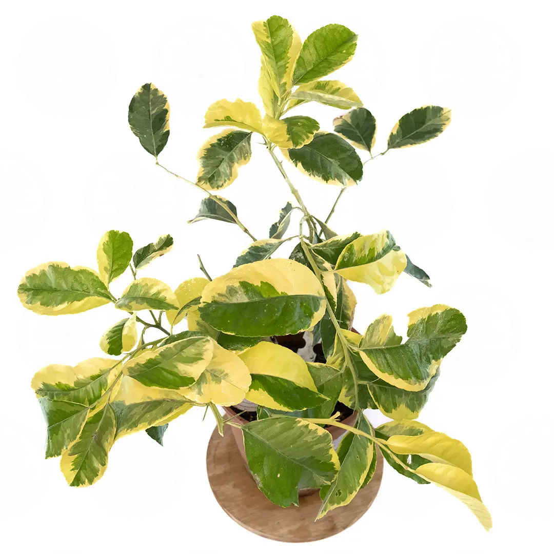 Цитрон Пиретто вариегатный / Citrus medica Piretto variegatis — цитрусовое растение, детальное фото
