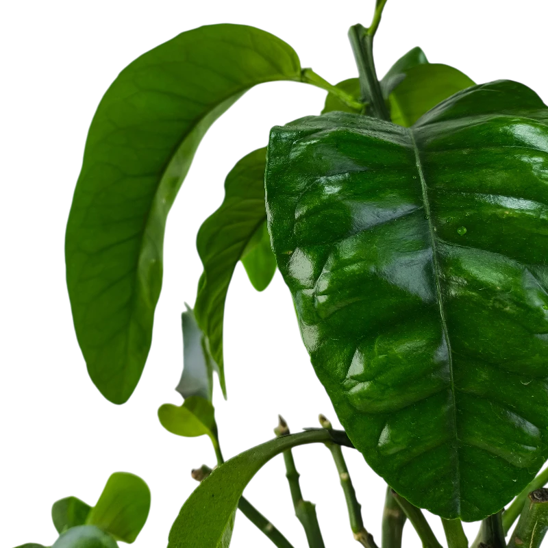 Грейпфрут Свити или Оробланко / Grapefruit Sweetie or Oroblanco — цитрусовое растение, детальное фото
