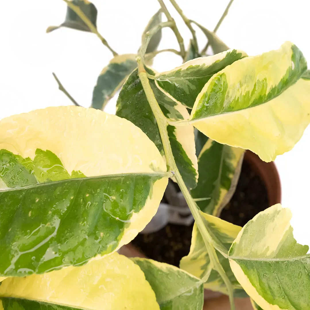 Цитрон Пиретто вариегатный / Citrus medica Piretto variegatis — цитрусовое растение, детальное фото
