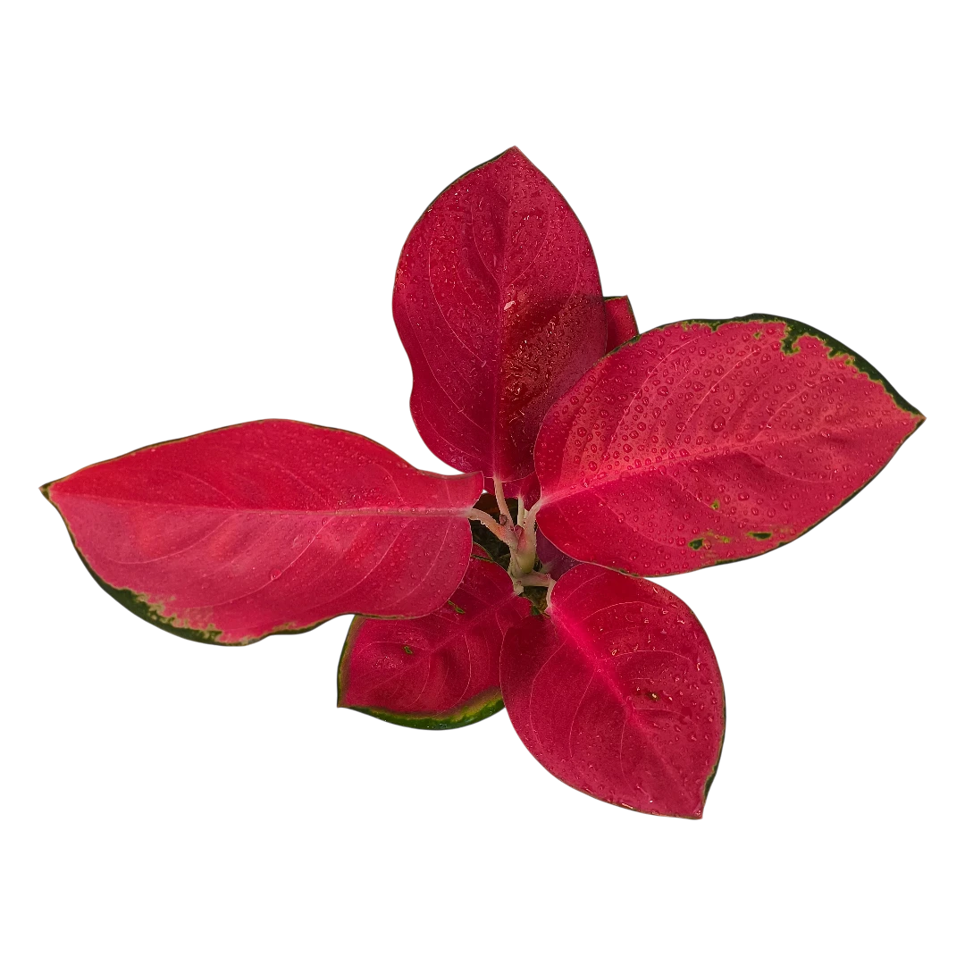 Аглаонема Чайна Ред, Китайская Красная /Aglaonema China Red купить