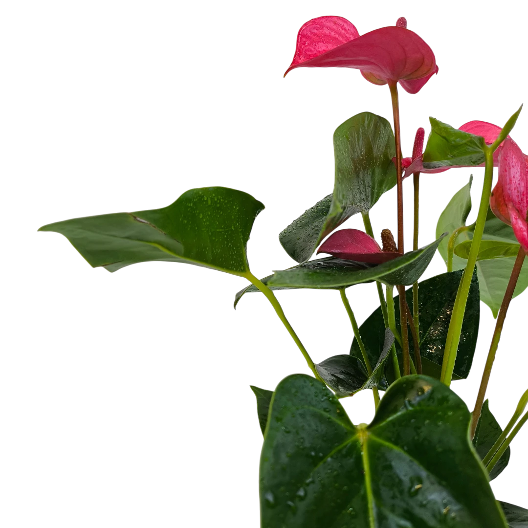 Антуриум Андрианум Пинк Чемпион / Anthurium Andreanum Pink Champion купить