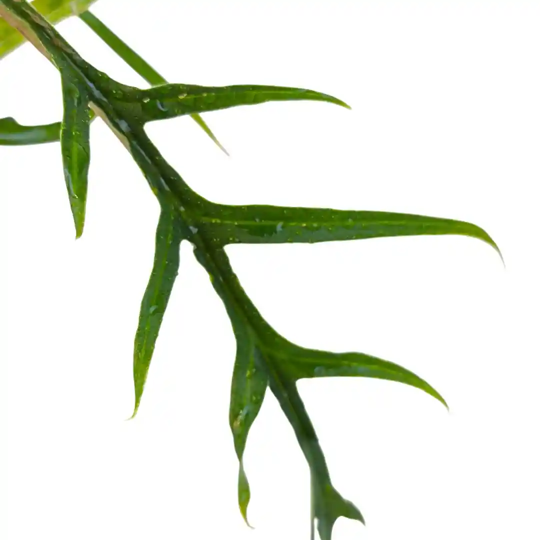 Филодендрон стоповидный / Philodendron pedatum купить