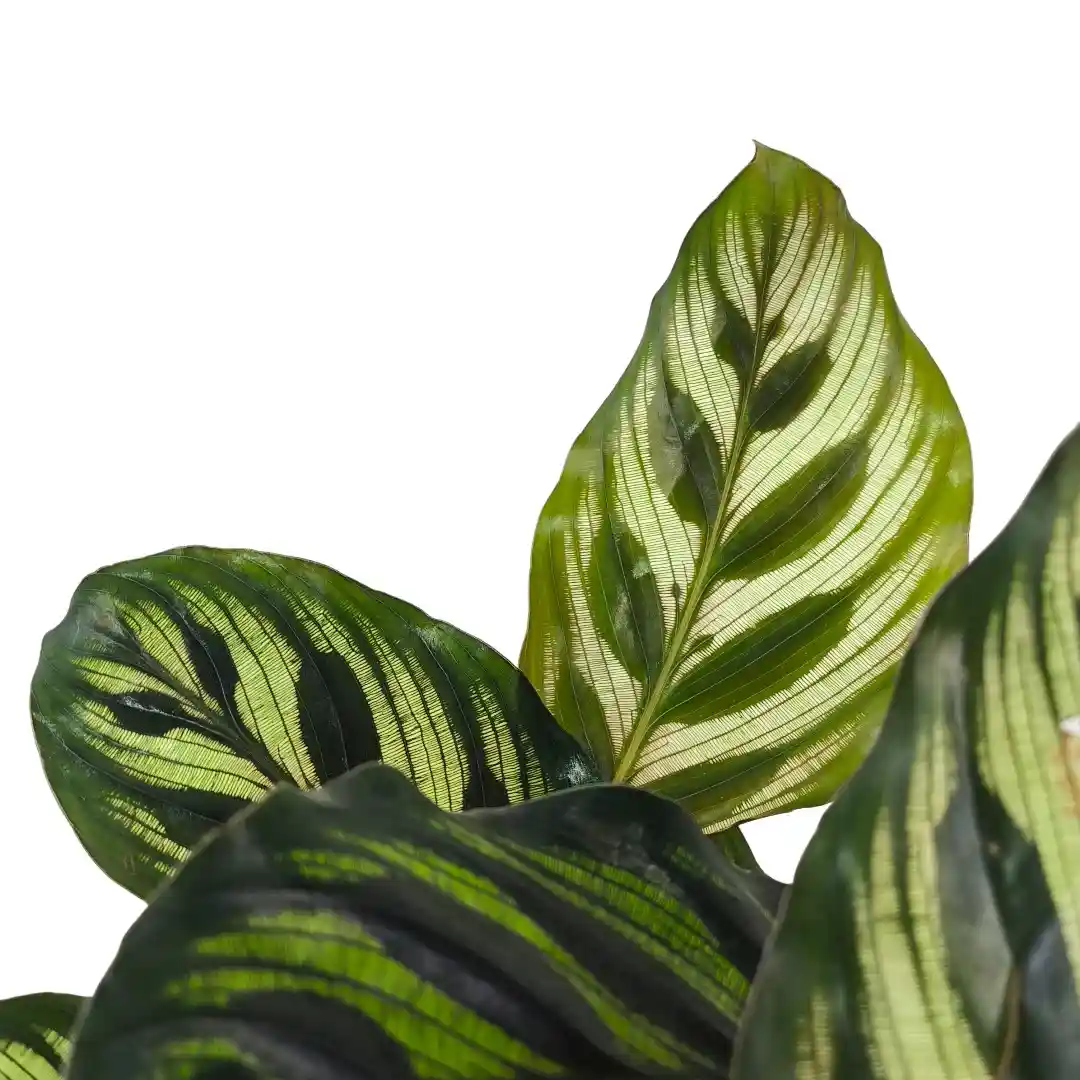 Калатея Макояна/ Calathea Makoyana купить