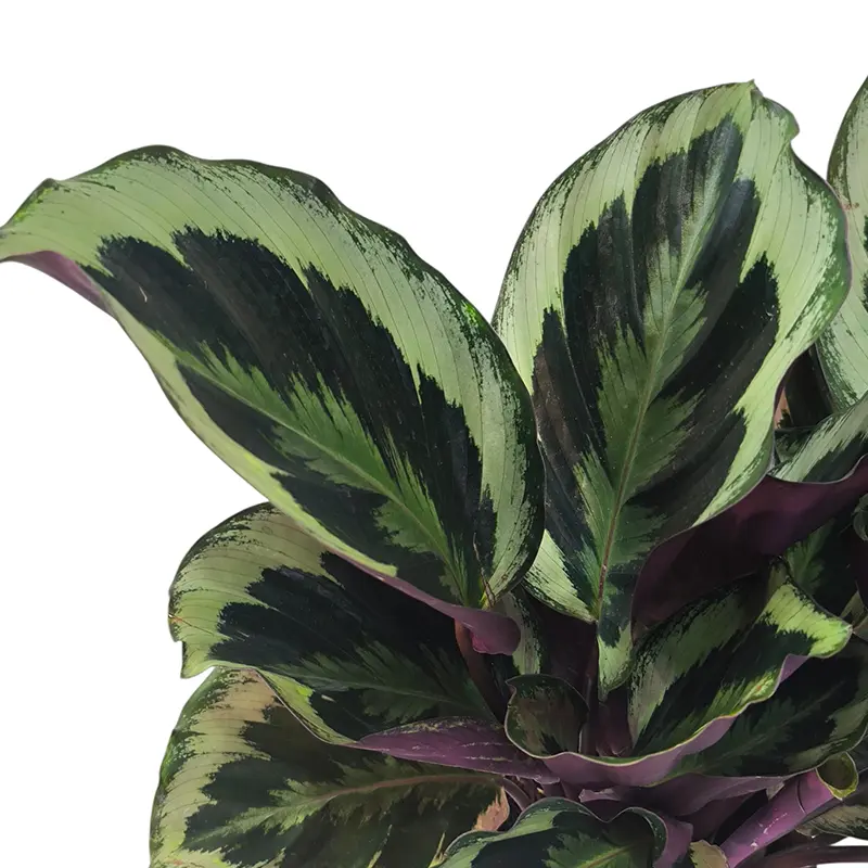 Калатея Розеопикта Грин / Calathea Roseopicta Green купить