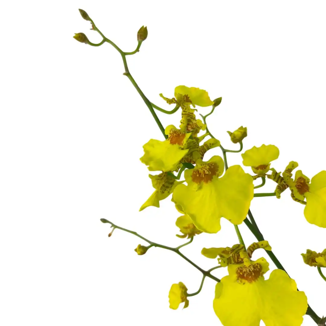 Онцидиум желтый / Oncidium купить