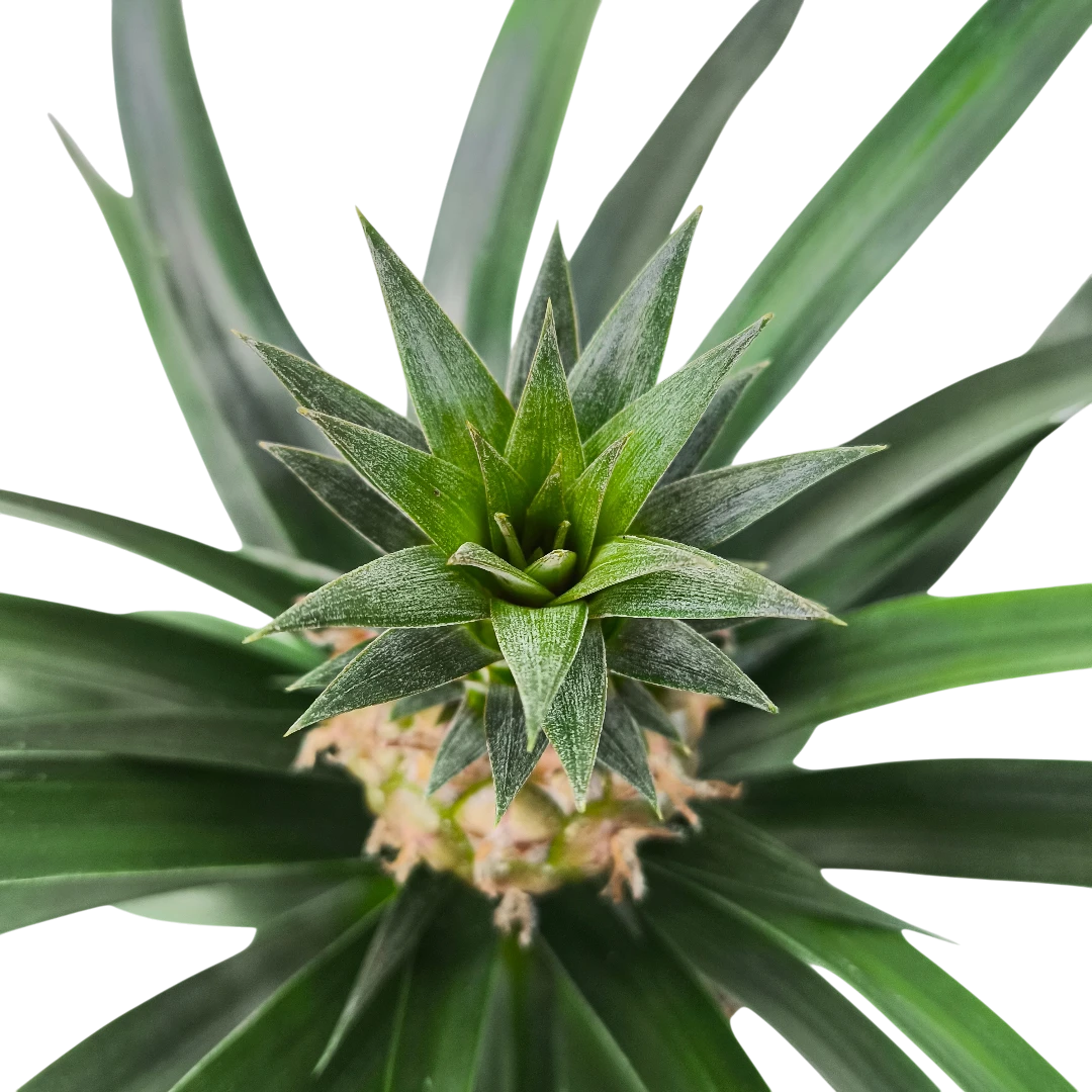 Ананас Розита / Ananas Rosita