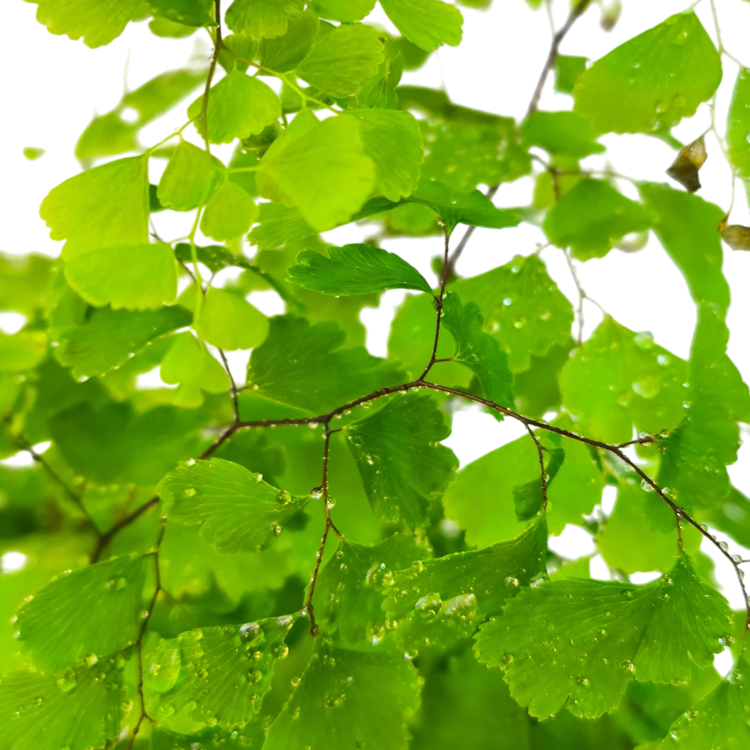 Адиантум радианум Fragrans / "Венерин волос"/Adiantum raddianum Fragrans купить