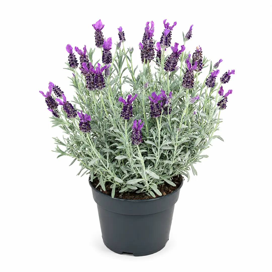 Лаванда стэхадская Серебряный Анук / Lavandula Stoechas Silver Anouk купить