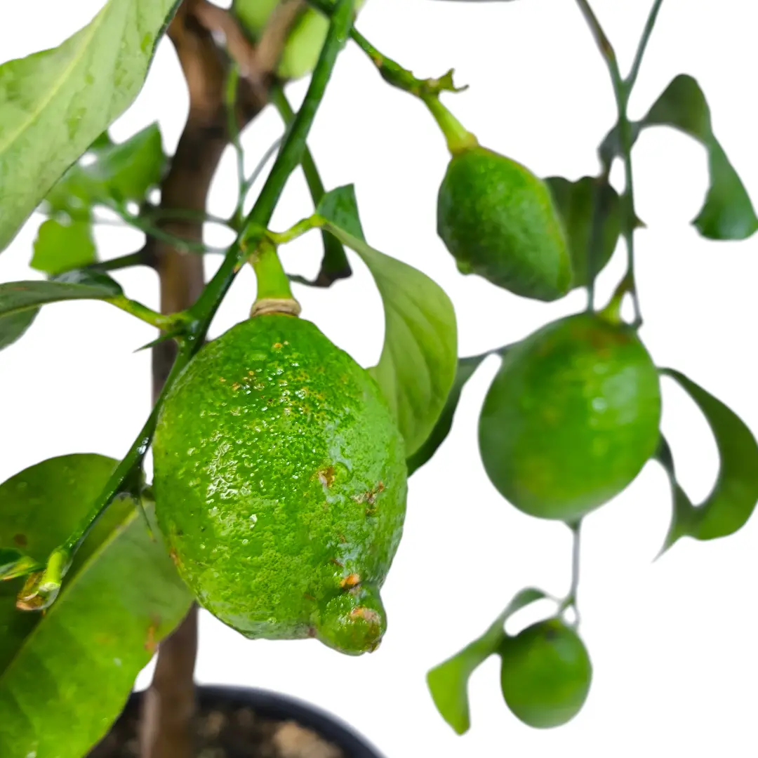 Цитрон Риччо / Citrus medica delle isole Eolie/ Riccio — цитрусовое растение, детальное фото
