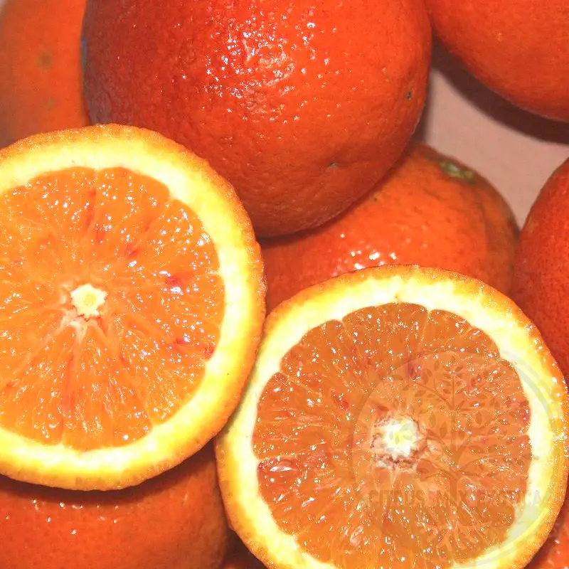 Апельсин Мальтезэ Сангвино / Orange Maltese Sanguigno — цитрусовое растение, детальное фото
