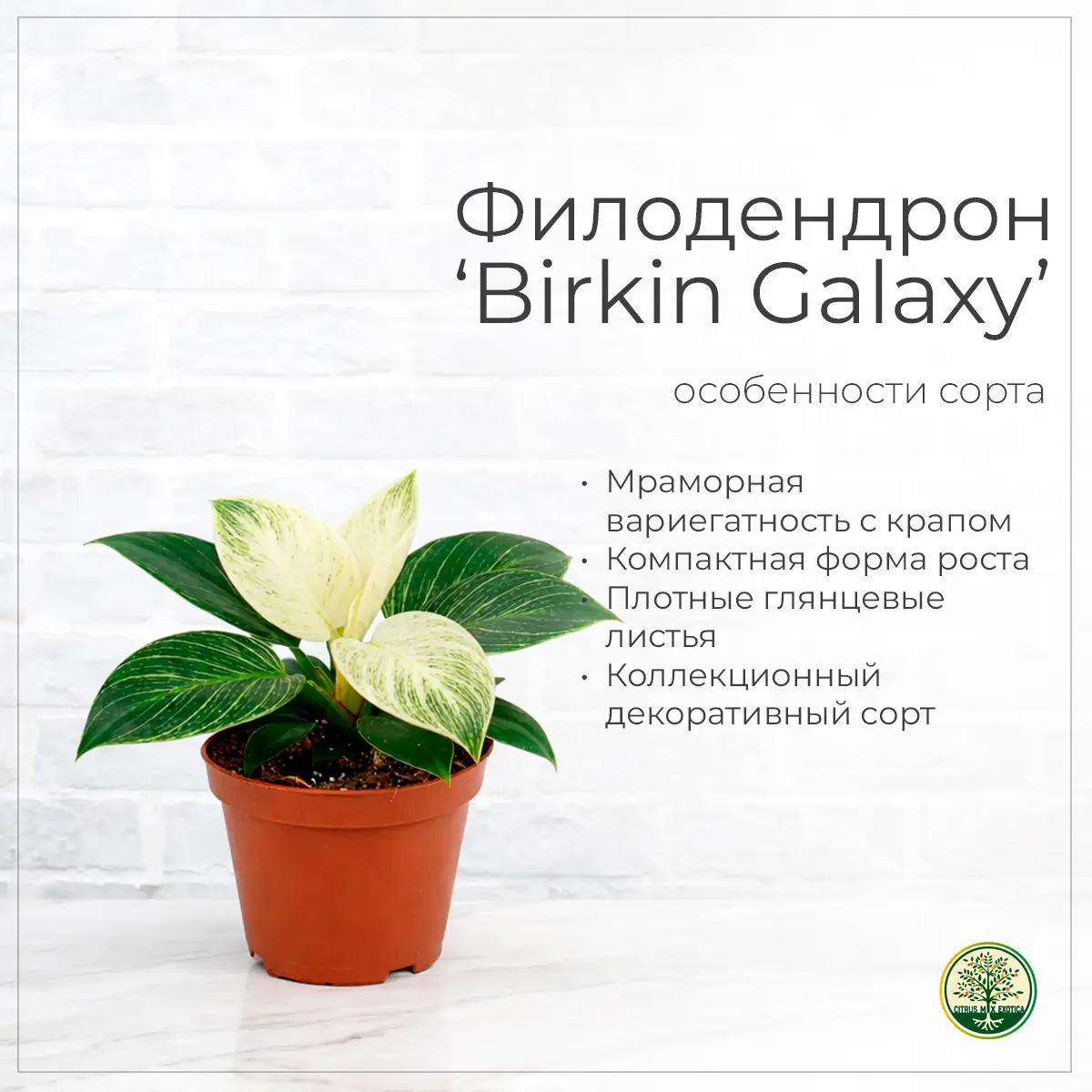 Philodendron Birkin Galaxy вариегатный лист