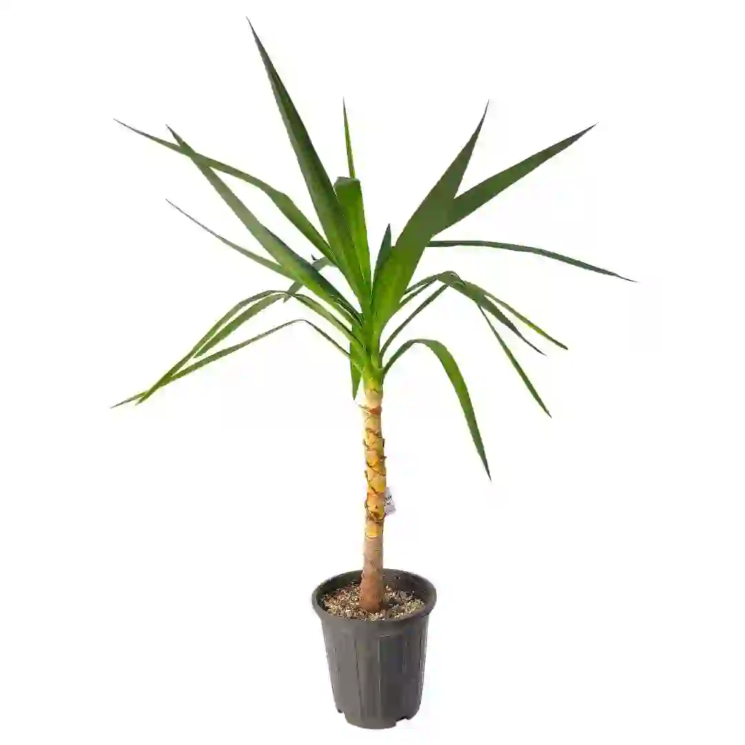 Юкка гигантская / Yucca gigantea купить
