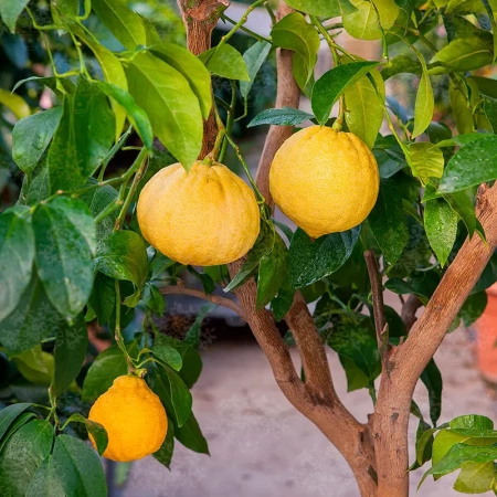 Бергамот Бергамотто / Bergamot Bergamotto — цитрусовое растение, детальное фото
