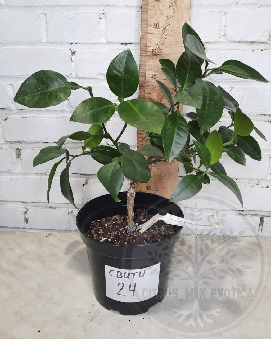 Грейпфрут Свити или Оробланко / Grapefruit Sweetie or Oroblanco — цитрусовое растение, детальное фото
