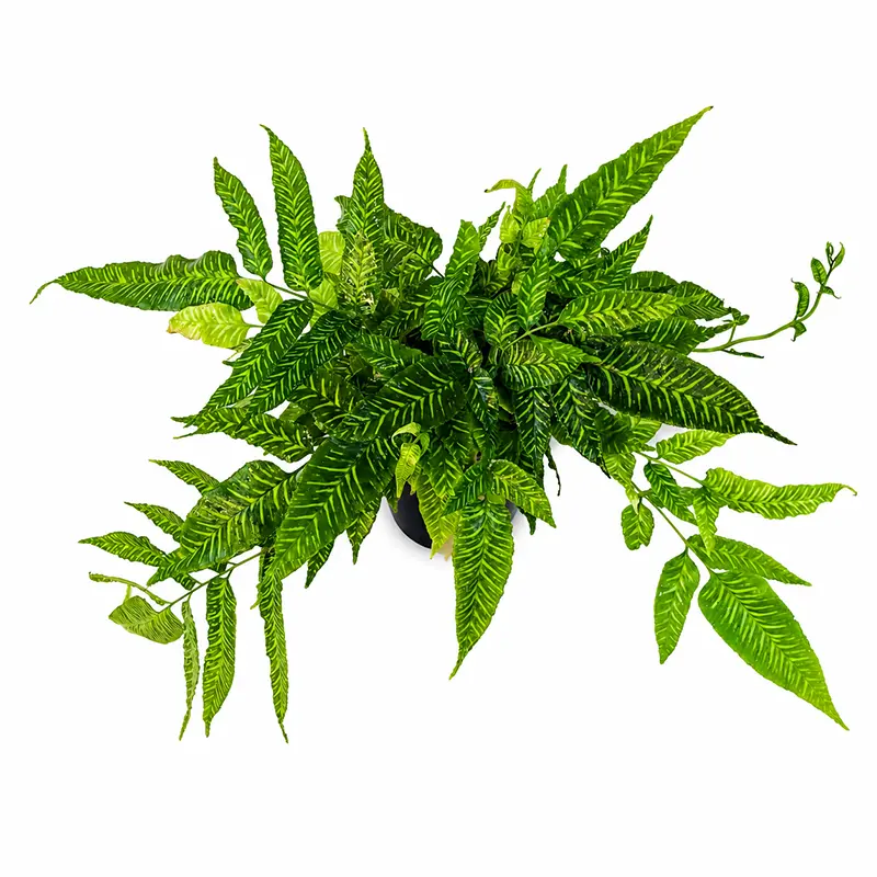 Кониограмма Голден Зебра / Coniogramme emeiensis Golden Zebra купить