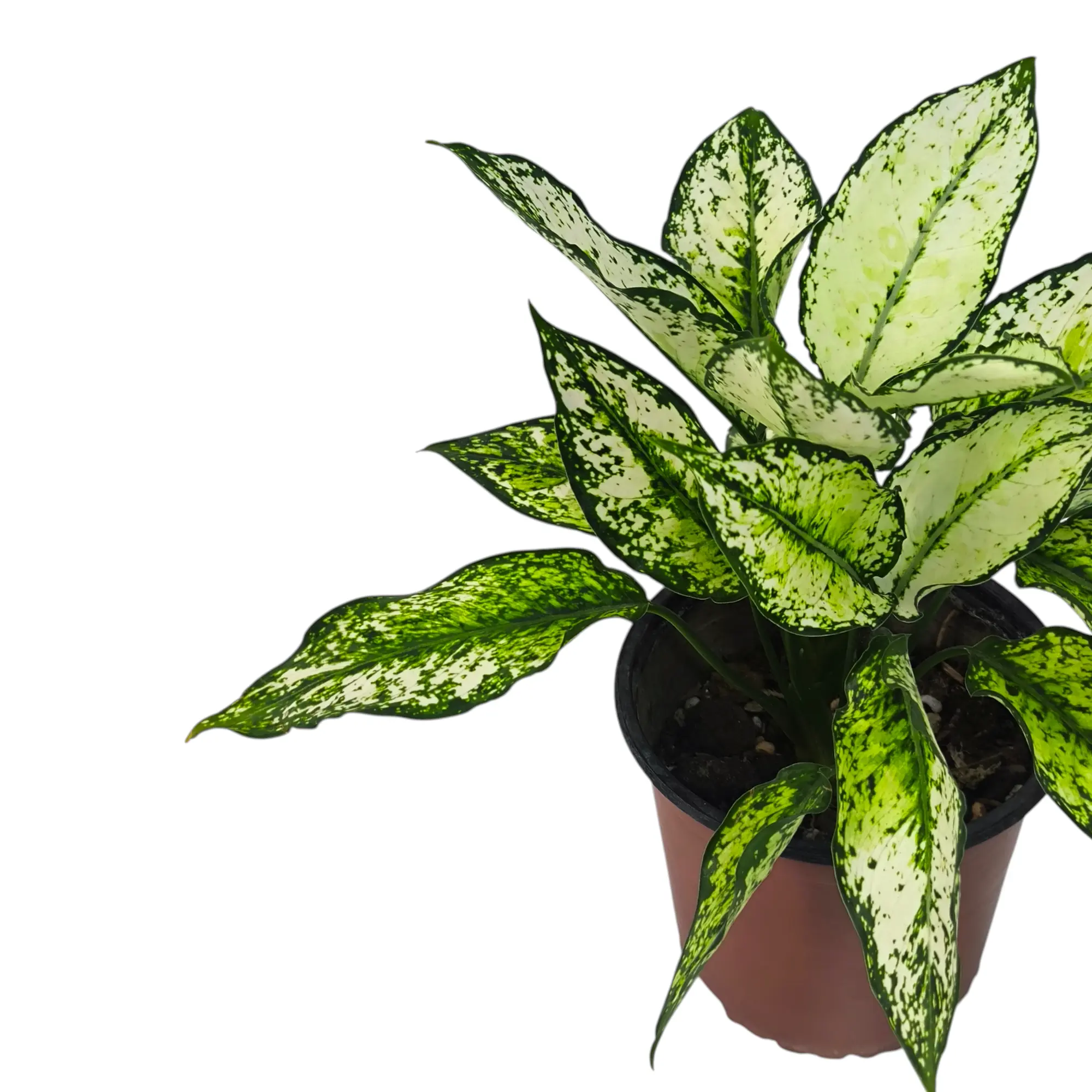 Аглаонема Вайт Мун /Aglaonema White Mun купить