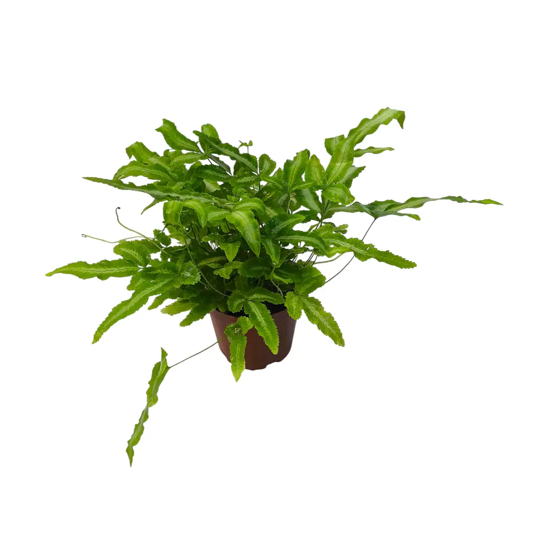 Птерис кретика Альболинеата / Pteris cretica Albolineata купить
