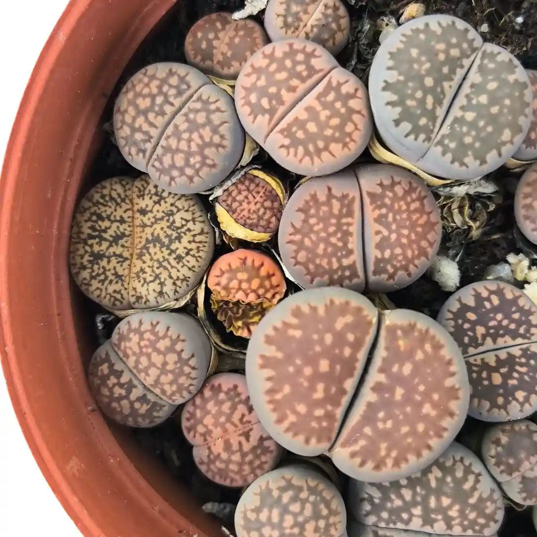 Литопс Лжеобрубленный / Lithops pseudotruncatella купить