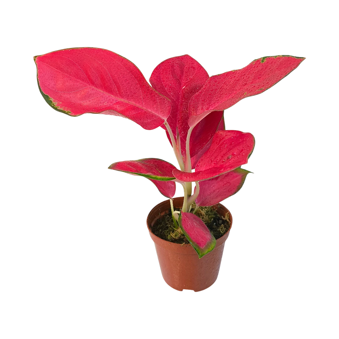 Аглаонема Чайна Ред, Китайская Красная /Aglaonema China Red купить