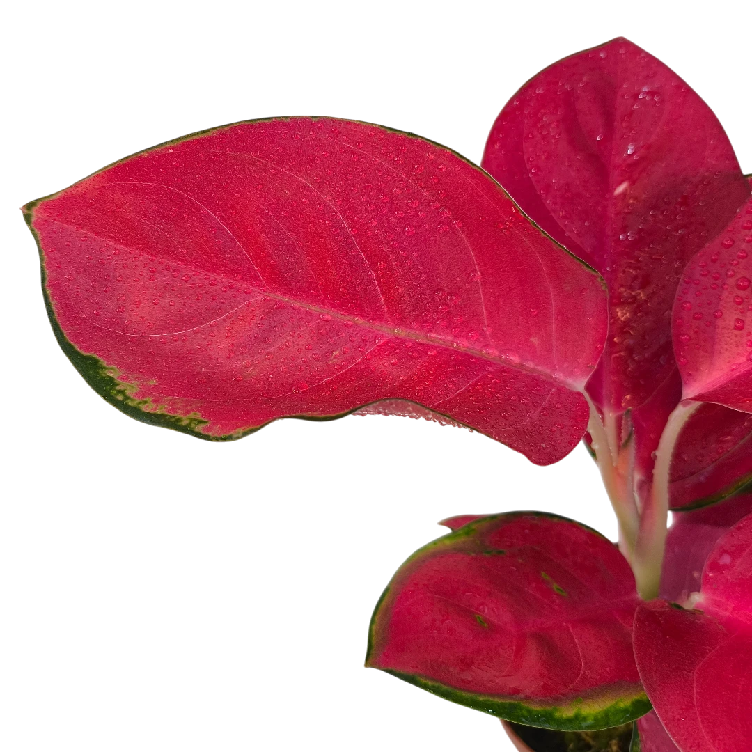 Аглаонема Чайна Ред, Китайская Красная /Aglaonema China Red купить