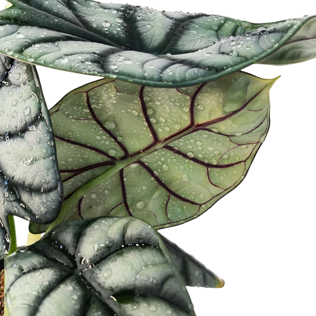 Алоказия Сильвер Дракон / Alocasia Baginda Silver Dragon купить