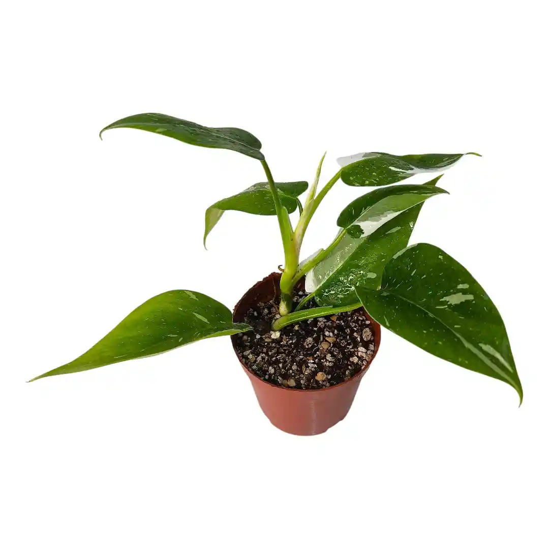 Philodendron White Wizard вариегатные листья