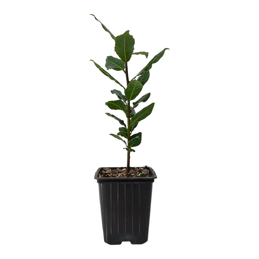 Лавр Нобилис / Laurus Nobilis купить