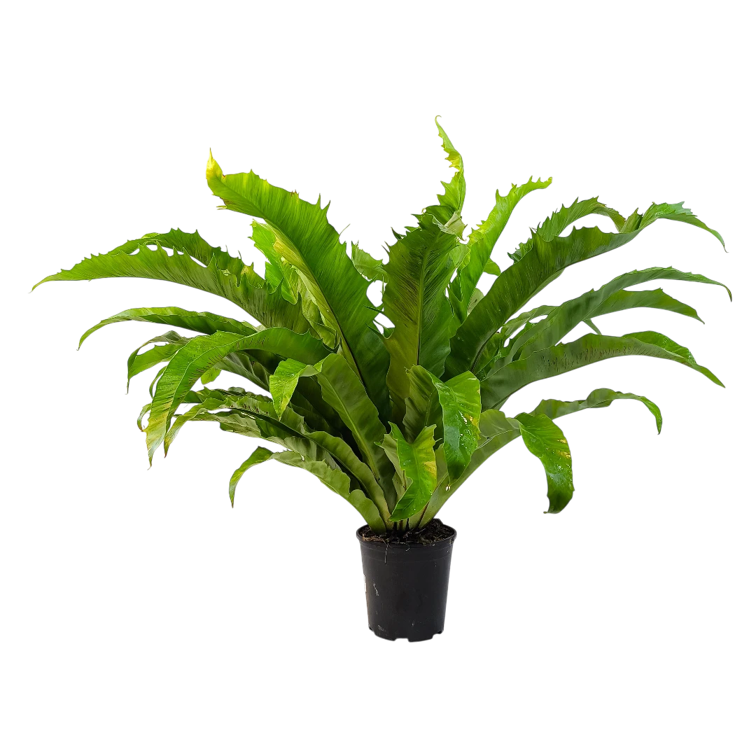 Асплениум Венера / Asplenium Nidus Venus купить
