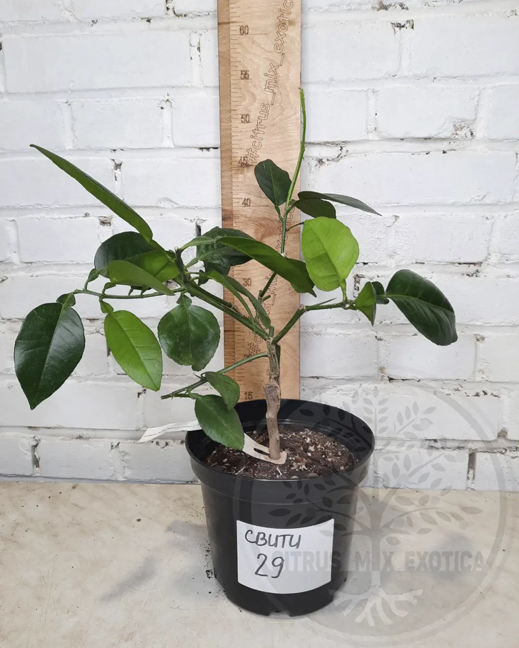 Грейпфрут Свити или Оробланко / Grapefruit Sweetie or Oroblanco — цитрусовое растение, детальное фото
