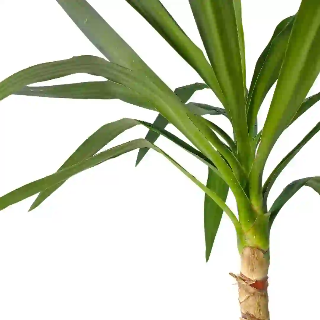 Юкка гигантская / Yucca gigantea купить