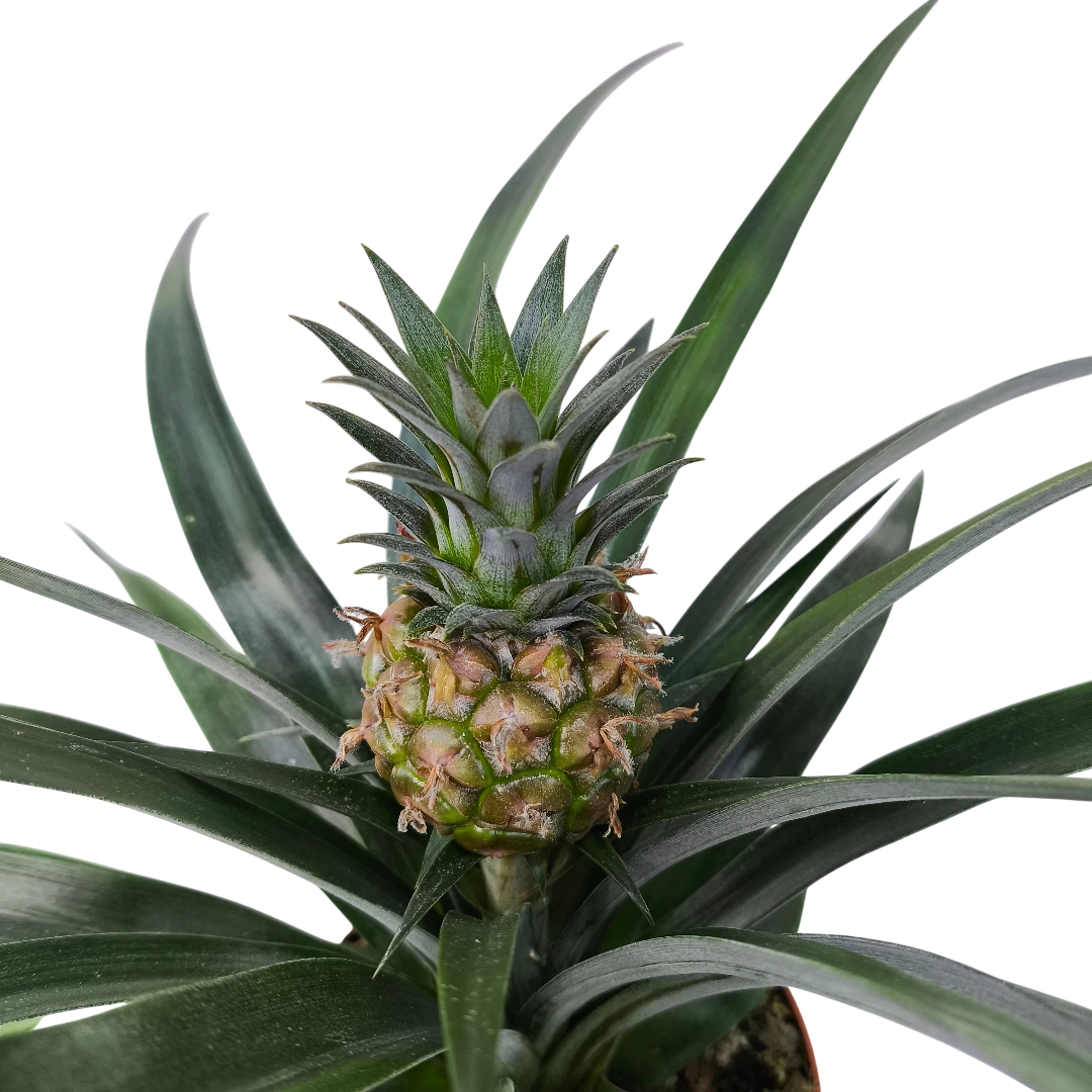 Ананас Розита / Ananas Rosita