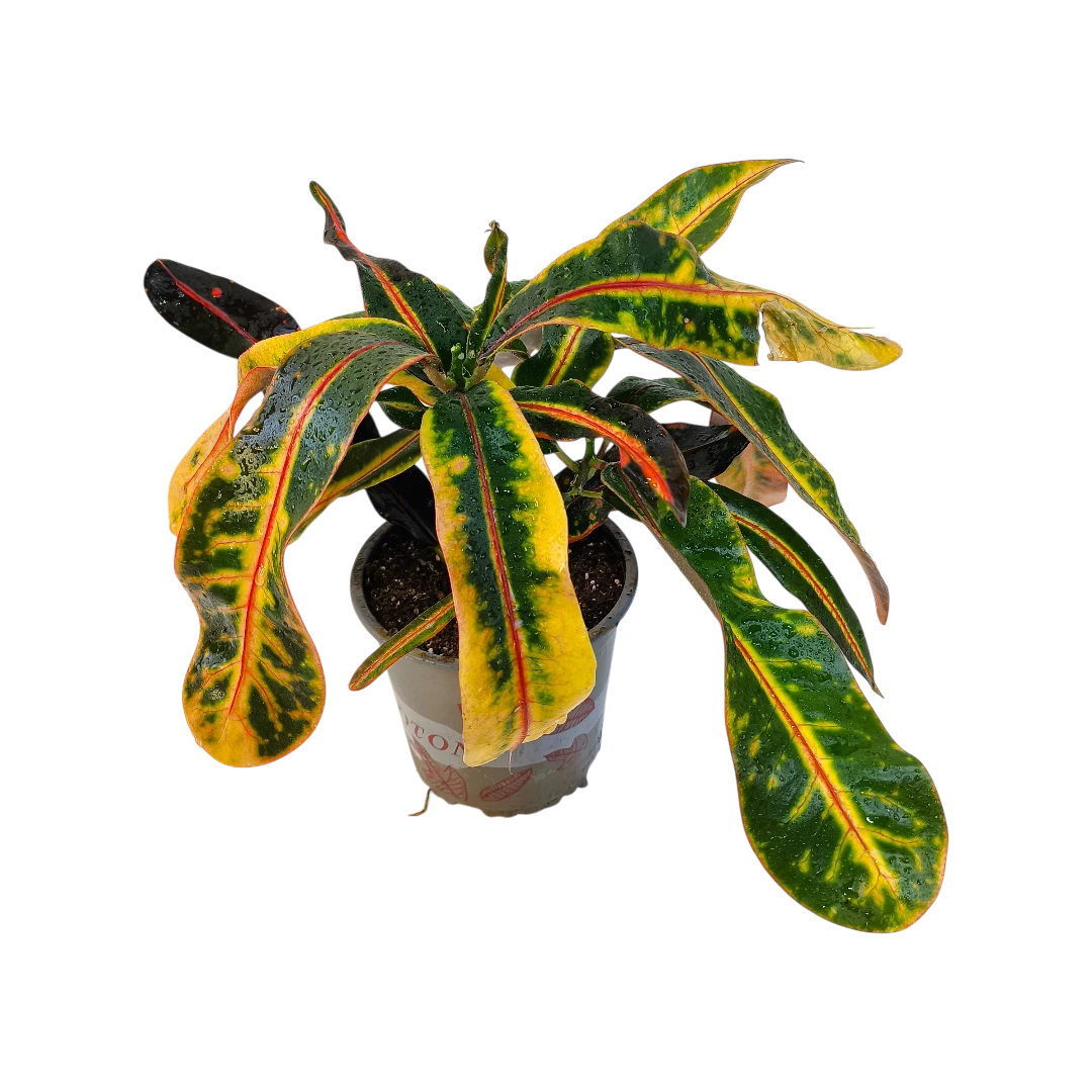Кодиеум Гуаябо / Codiaeum Guayabo купить
