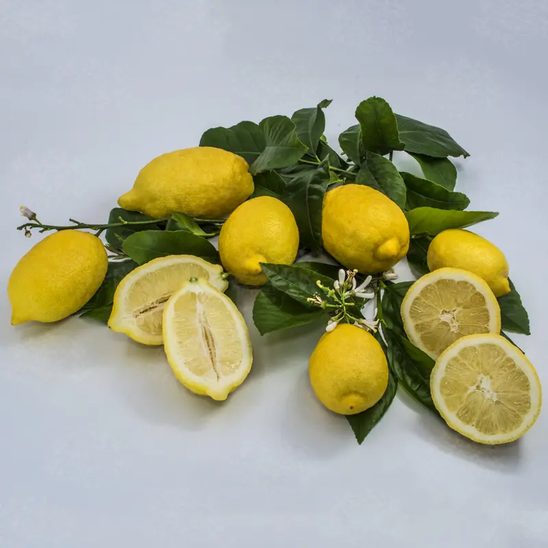 Лимон Амалфитанум / Lemon Amalphitanum — цитрусовое растение, детальное фото
