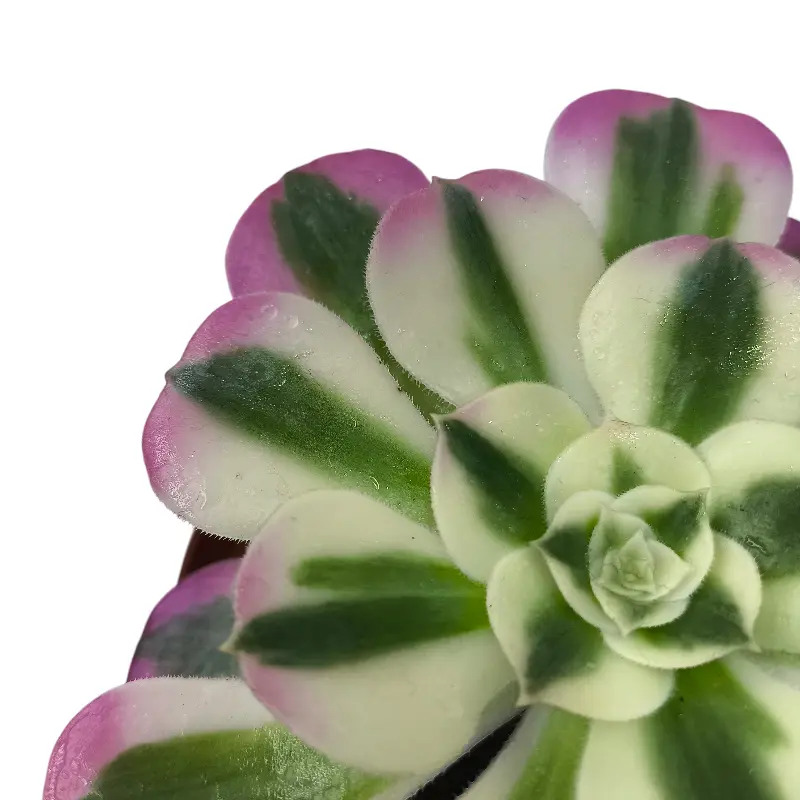 Эониум Пинк Витч вариегата / Aeonium Pink Witch Variegated Clustering купить
