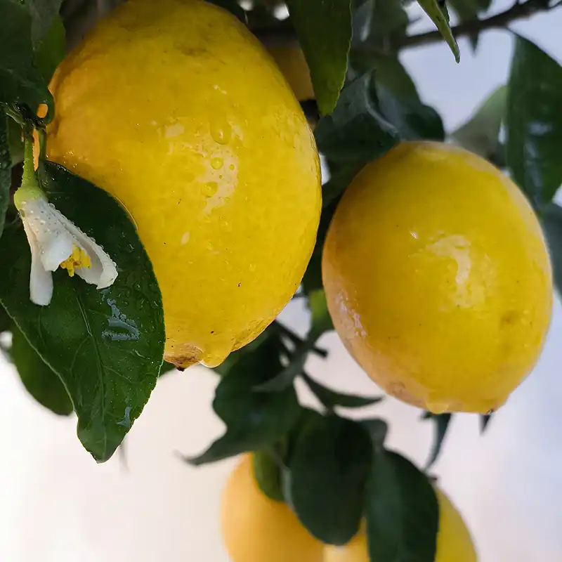 Лимон LXM / Lemon LXM — цитрусовое растение, детальное фото
