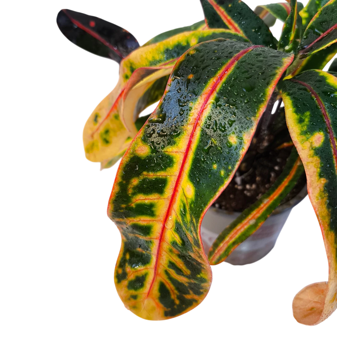 Кодиеум Гуаябо / Codiaeum Guayabo купить